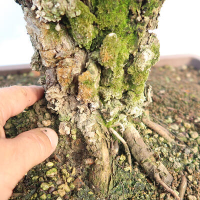 Vonkajšie bonsai - Zelkova - Zelkova NIRE - 6