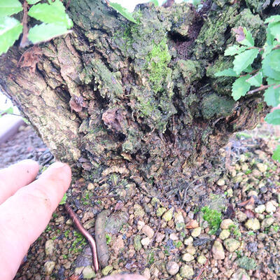 Vonkajšie bonsai - Zelkova - Zelkova NIRE - 6