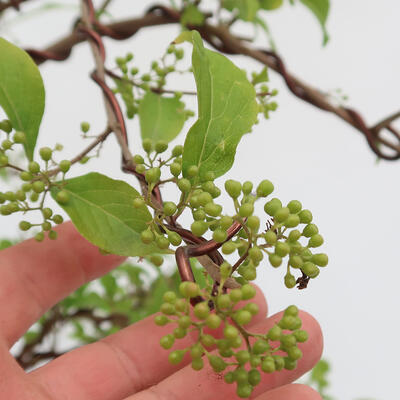 Vonkajší bonsai - krásnoplodka Callicarpa - 6