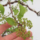 Vonkajší bonsai - krásnoplodka Callicarpa - 6/7
