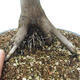 Vonkajší bonsai -Javor dlaňovitolistý Acer palmatum Shishigashira - 6/7