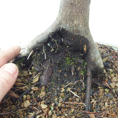 Vonkajší bonsai -Javor dlaňovitolistý Acer palmatum Shishigashira - 6