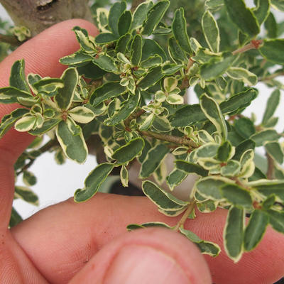 Izbová bonsai -Ligustrum Variegata - Vtáčí zob - 6