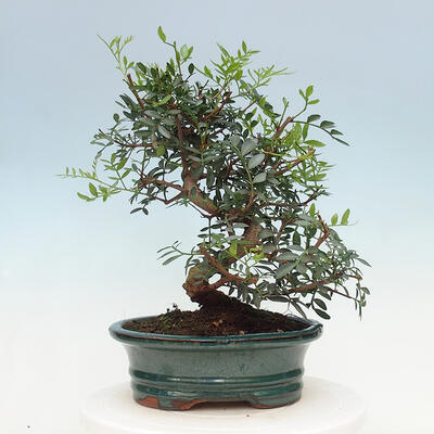 Izbová bonsai -  Pistácie - 6