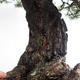 Vonkajšie bonsai - Pinus sylvestris - Borovica lesná VB2019-26699 - 6/6