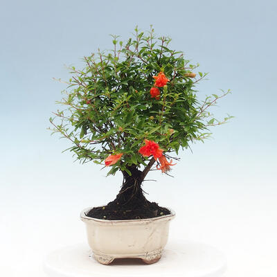 Izbová bonsai-Punic granatum nana-Granátové jablko - 6