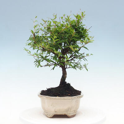 Izbová bonsai-Punic granatum nana-Granátové jablko - 6