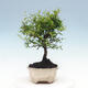 Izbová bonsai-Punic granatum nana-Granátové jablko - 6/6