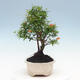 Izbová bonsai-Punic granatum nana-Granátové jablko - 6/6