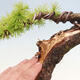 Vonkajší bonsai -Larix decidua - Smrekovec opadavý - 6/7