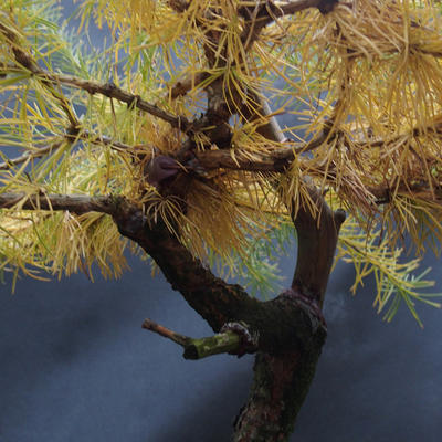 Yamadori - Smrekovec opadavý - Larix decidua - 6