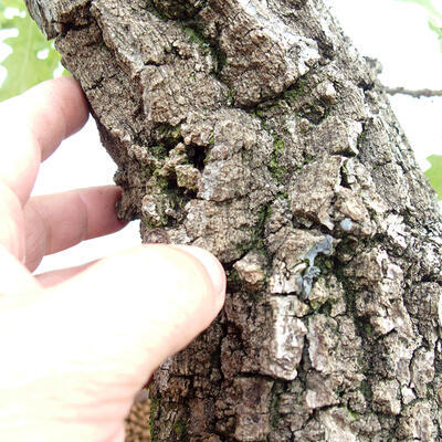 Vonkajší bonsai Quercus Cerris - Dub Cer - 6