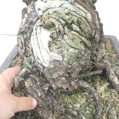 Vonkajšie bonsai - Pinus thunbergii - Borovica thunbergova - 6