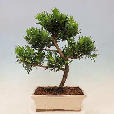 Izbová bonsai - Podocarpus - Kamenný tis - 6