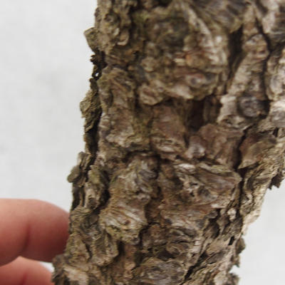 Vonkajší bonsai -Modřín opadavý- Larix decidua - 6