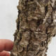 Vonkajší bonsai -Modřín opadavý- Larix decidua - 6/7