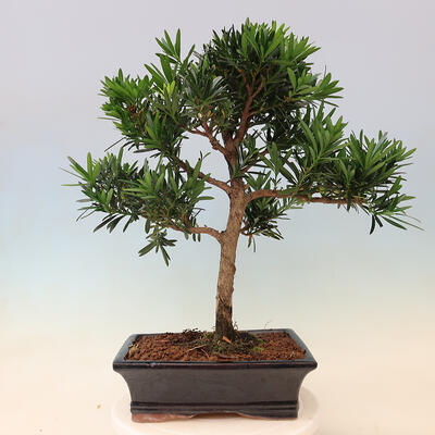 Izbová bonsai - Podocarpus - Kamenný tis - 6