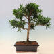 Izbová bonsai - Podocarpus - Kamenný tis - 6/7