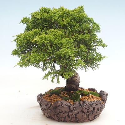 Vonkajšie bonsai - Juniperus chinensis Itoigawa-Jalovec čínsky - 6