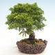 Vonkajšie bonsai - Juniperus chinensis Itoigawa-Jalovec čínsky - 6/6