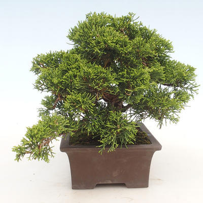 Vonkajšie bonsai - Juniperus chinensis Itoigawa-Jalovec čínsky - 6