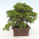 Vonkajšie bonsai - Juniperus chinensis Itoigawa-Jalovec čínsky - 6/6