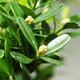 Izbová bonsai - Buxus harlandii - korkový buxus - 6/7