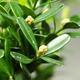 Izbová bonsai - Buxus harlandii - korkový buxus - 6/7