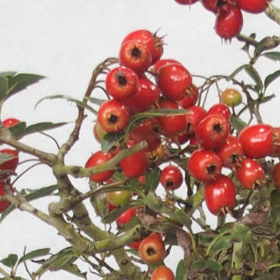 Vonkajšie bonsai - Hloh ružové kvety - Crataegus laevigata paul's Scarlet - 6
