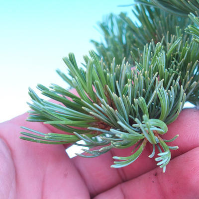 Vonkajší bonsai -Borovice drobnokvetá - Pinus parviflora glauca - 6