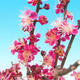 Vonkajší bonsai -Japonská marhuľa - Prunus mume - 6/6