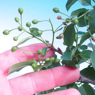Vonkajšie bonsai -Mahalebka - Prunus mahaleb - 6