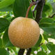 Vonkajšie bonsai - Japonská hruška Nash - Pyrus pyrifolia - 6/6