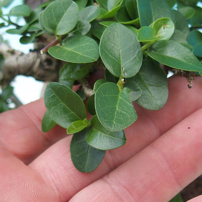 Izbová bonsai -PREMNA microphylla Kozlovoň malolistá - 6