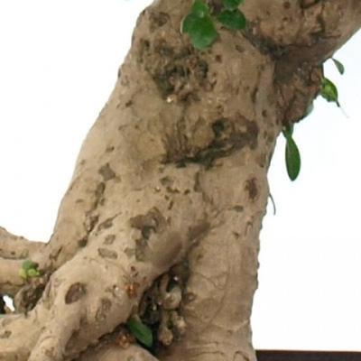 Izbová bonsai - Carmona macrophylla - Čaj fuki - 6