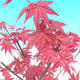 Vonkajšie bonsai - Javor palmatum DESHOJO - Javor dlaňolistý - 5/5
