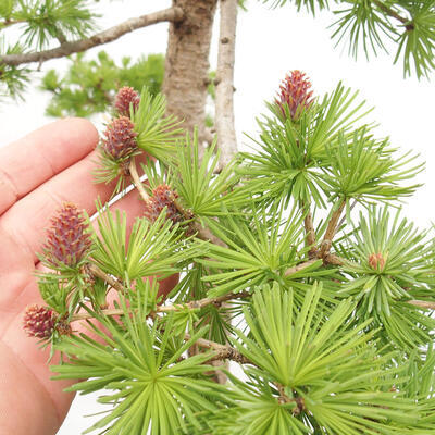 Vonkajší bonsai -Larix decidua - Smrekovec opadavý - 6