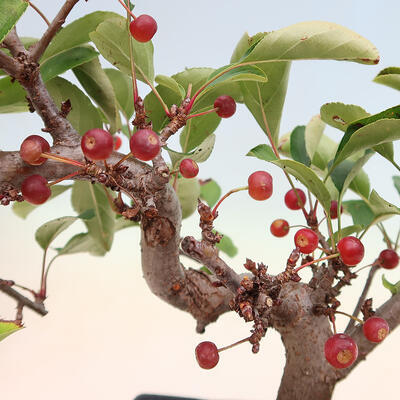 Vonkajší bonsai - Malus sergentiu - Maloplodá jabloň - 6