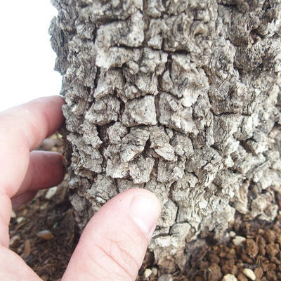 Pokojová bonsai - Olea europaea sylvestris -Oliva evropská drobnolistá PB220640 - 7