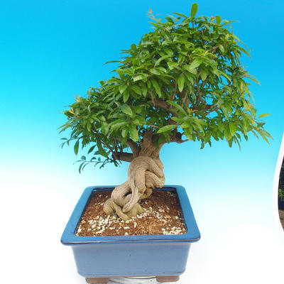 Izbová bonsai-Punic granatum-Granátové jablko - 7
