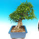 Izbová bonsai-Punic granatum-Granátové jablko - 7/7