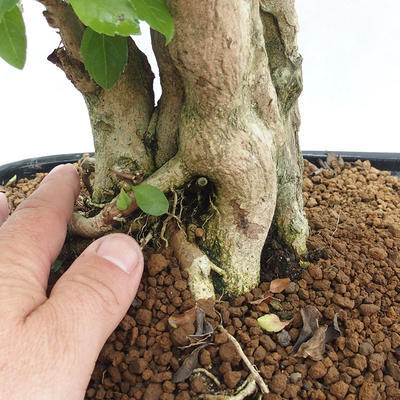 Izbová bonsai - Durant erecta Aurea PB2191211 - 7