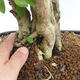 Izbová bonsai - Durant erecta Aurea PB2191211 - 7/7