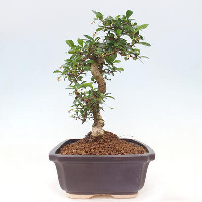 Izbová bonsai - Carmona macrophylla - Čaj fuki - 7