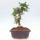 Izbová bonsai - Carmona macrophylla - Čaj fuki - 7/7