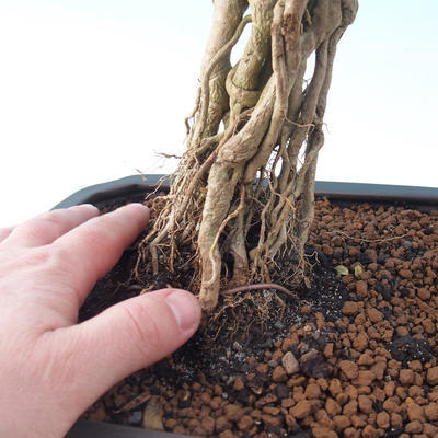 Izbová bonsai - Durant erecta Aurea - 7