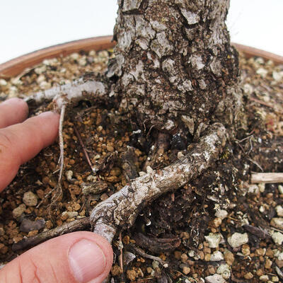 Vonkajšie bonsai - Zelkova - Zelkova NIRE - 7