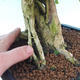 Izbová bonsai - Durant erecta Aurea - 7/7