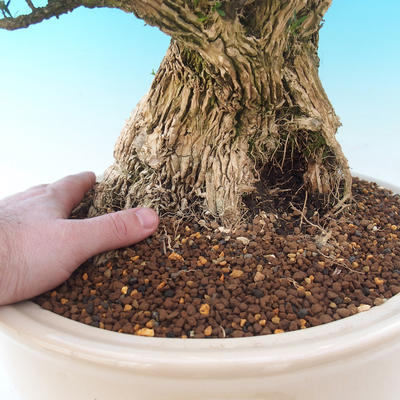 Izbová bonsai - Buxus harlandii - 7
