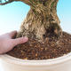 Izbová bonsai - Buxus harlandii - 7/7